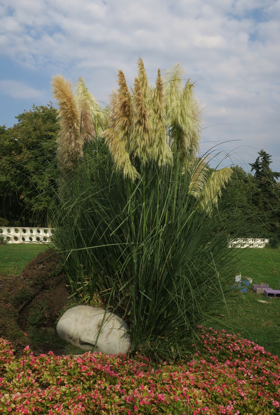 Изображение особи Cortaderia selloana.