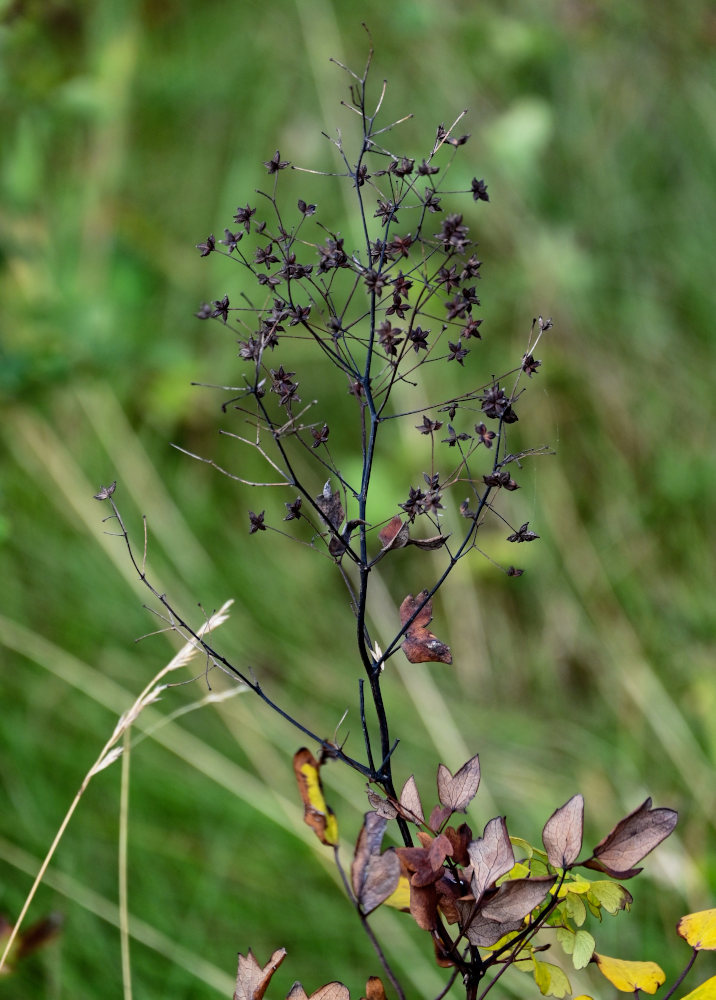 Image of Thalictrum sachalinense specimen.