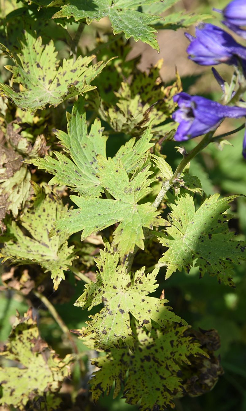 Image of genus Delphinium specimen.