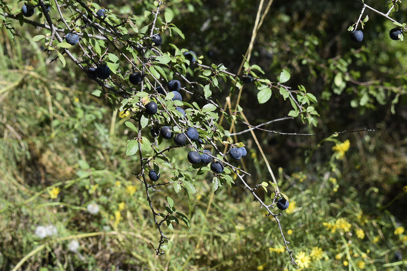 Image of Prunus spinosa specimen.