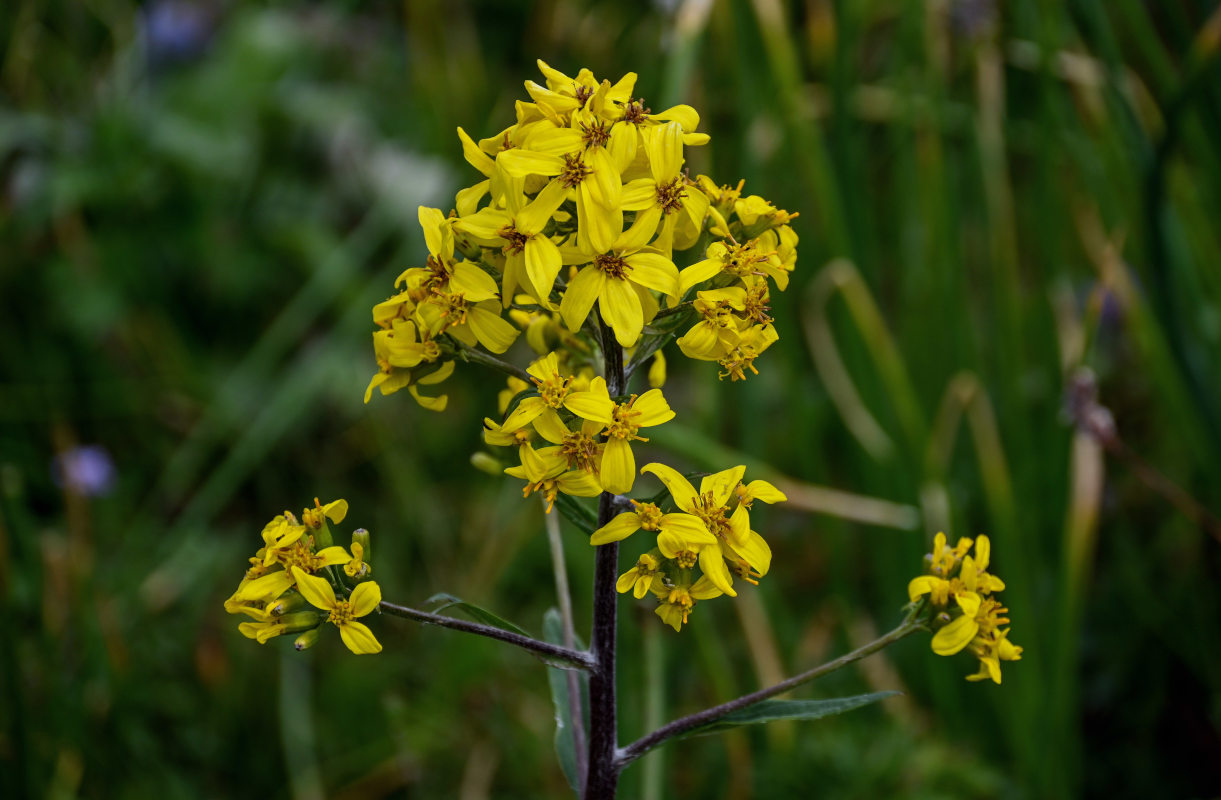 Image of Ligularia thomsonii specimen.