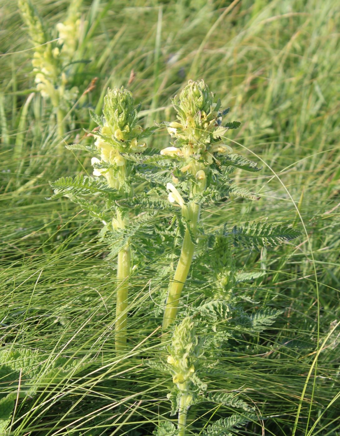 Изображение особи Pedicularis kaufmannii.