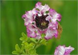 Petunia × hybrida. Цветок (махровая форма). Московская обл., Раменский р-н, окр. дер. Хрипань, садовый участок. 30.08.2023.