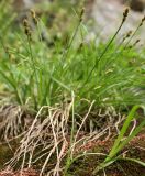 Carex lachenalii. Дернина отцветающего растения. Мурманская обл., Восточный Мурман, окр. пос. Дальние Зеленцы, у берега бухты Плохие Чевры, приморская луговина с доминированием Oxyria digyna. 06.08.2010.