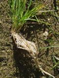 Agrostis clavata. Нижние части побегов и корневая система растения, извлечённого из земли. Магаданская обл., г. Магадан, окр. мкр-на Солнечный, на лесной дороге. 06.09.2022.