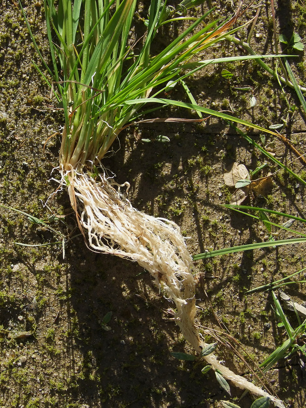 Image of Agrostis clavata specimen.