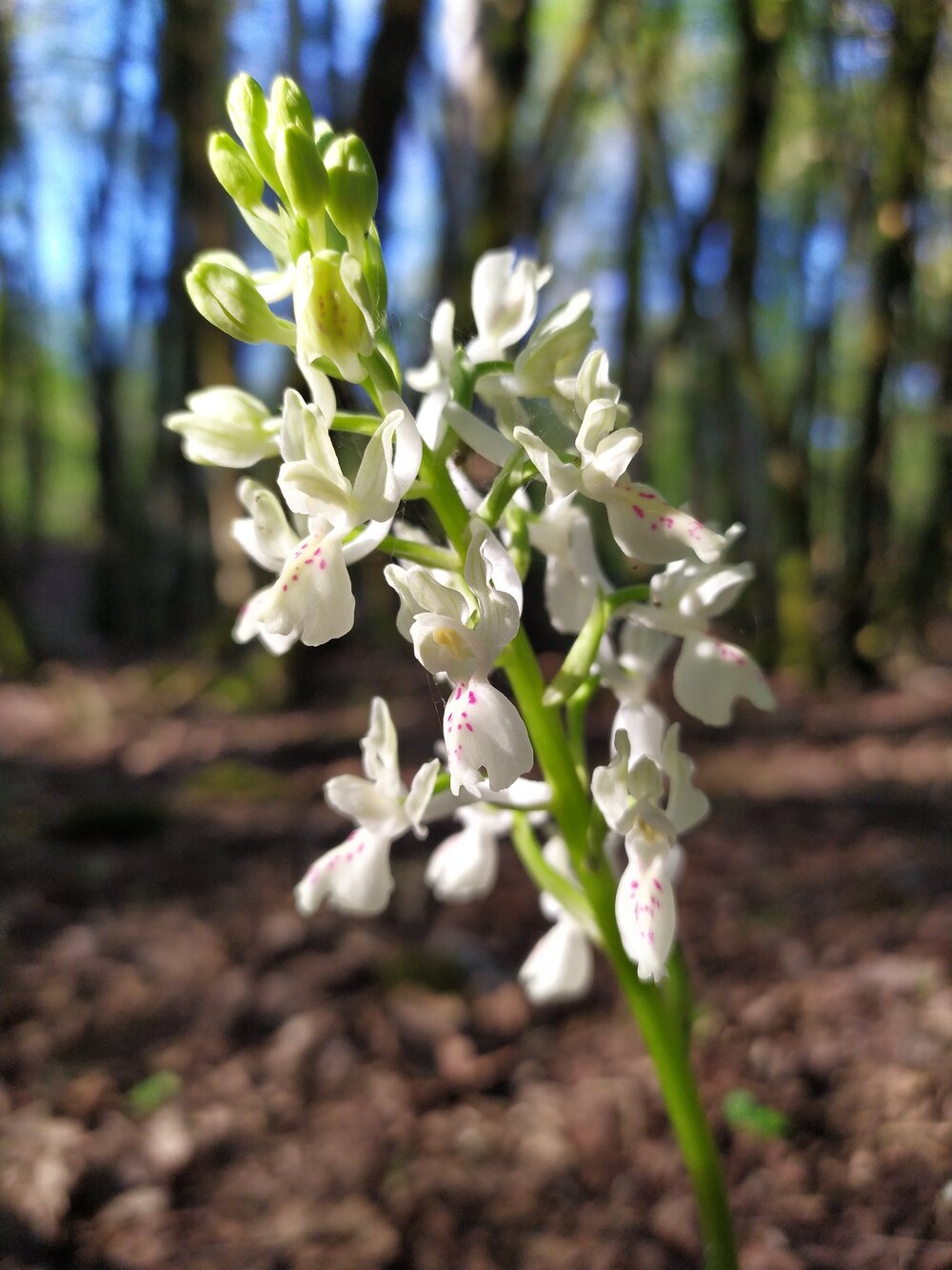 Изображение особи Orchis provincialis.