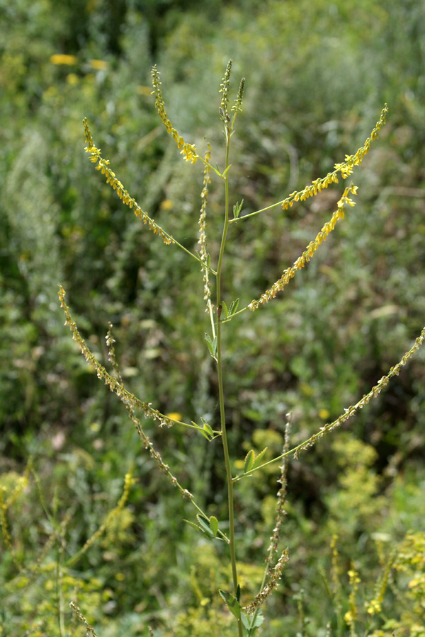 Image of Melilotus officinalis specimen.