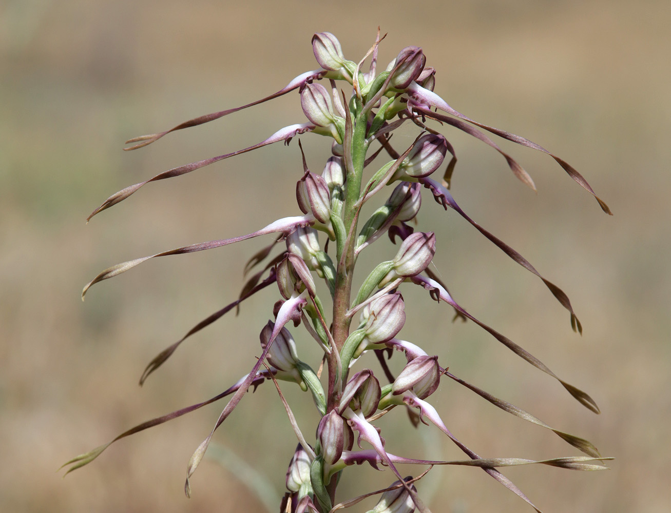 Image of Himantoglossum caprinum specimen.