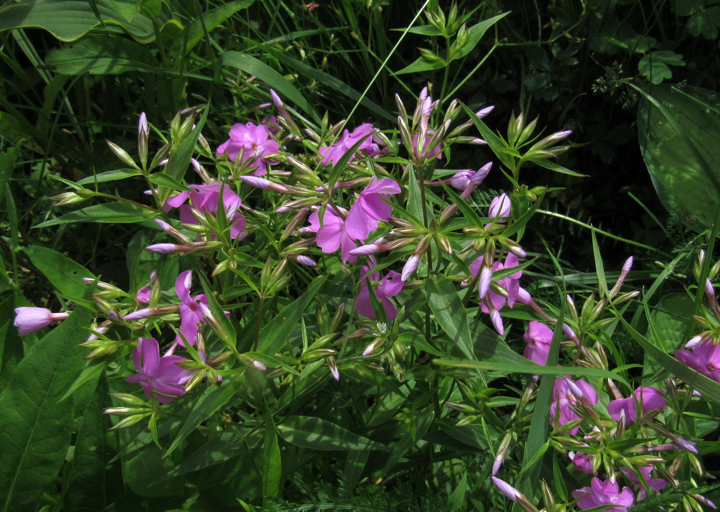 Image of Phlox glaberrima specimen.