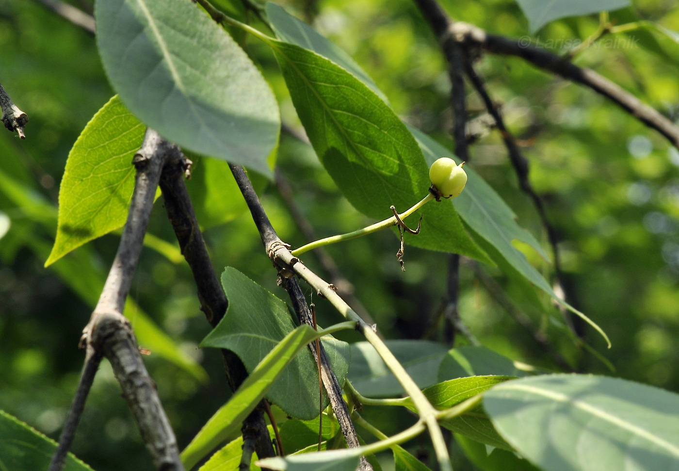 Изображение особи Euonymus maackii.