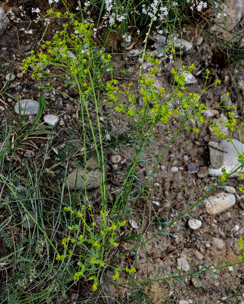 Image of genus Euphorbia specimen.