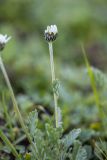 Anthemis saportana