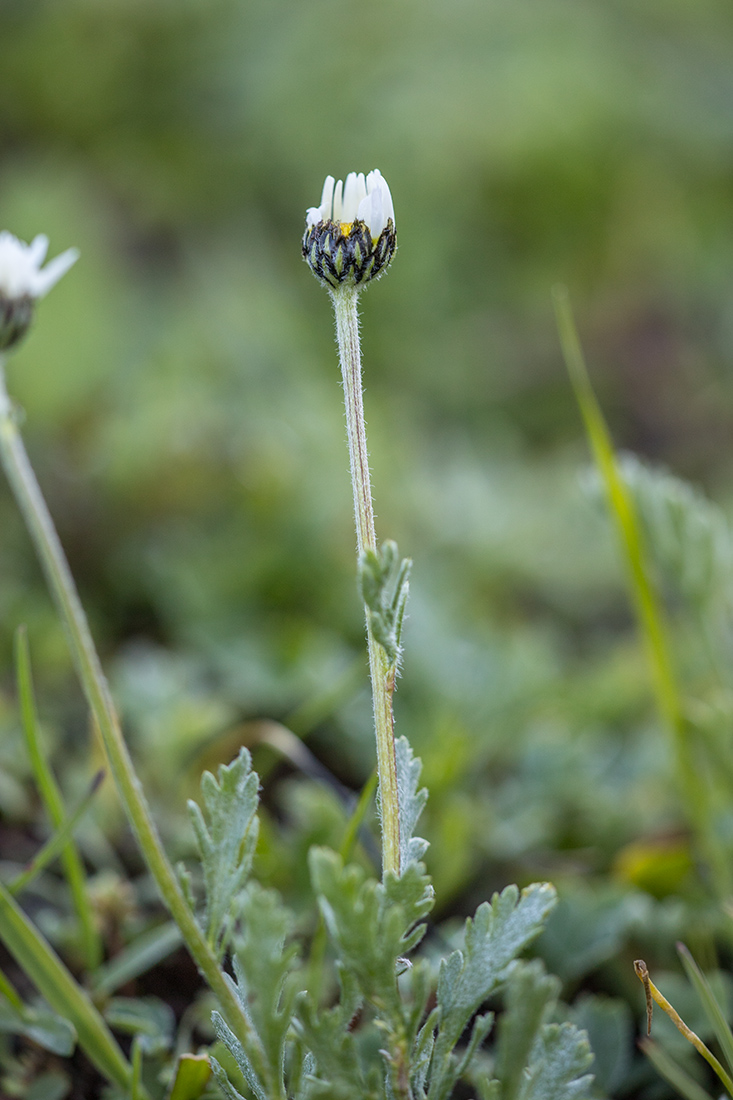 Image of Anthemis saportana specimen.