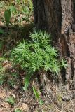 Pulsatilla patens