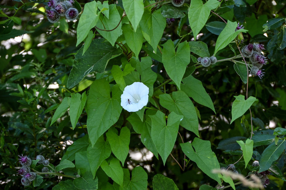 Image of Calystegia sepium specimen.