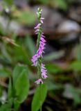 Spiranthes australis. Соцветие. Сахалин, г. Южно-Сахалинск, горнолыжный комплекс \"Горный воздух\", опушка смешанного леса. 09.08.2023.