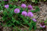 Trifolium pratense. Верхушки побегов с соцветиями. Вологодская обл., Кирилловский р-н, побережье оз. Ильинское, окраина луга, у дороги. 12.07.2024.