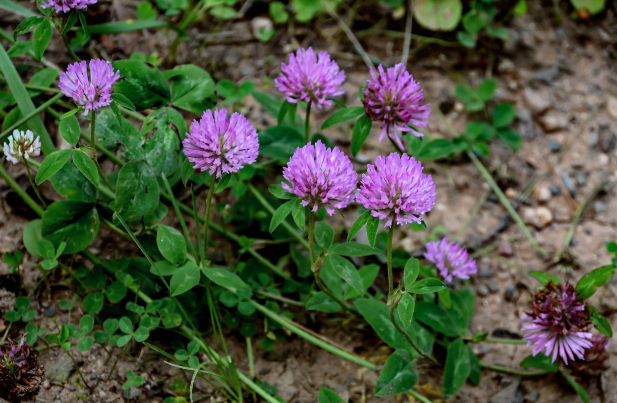 Изображение особи Trifolium pratense.