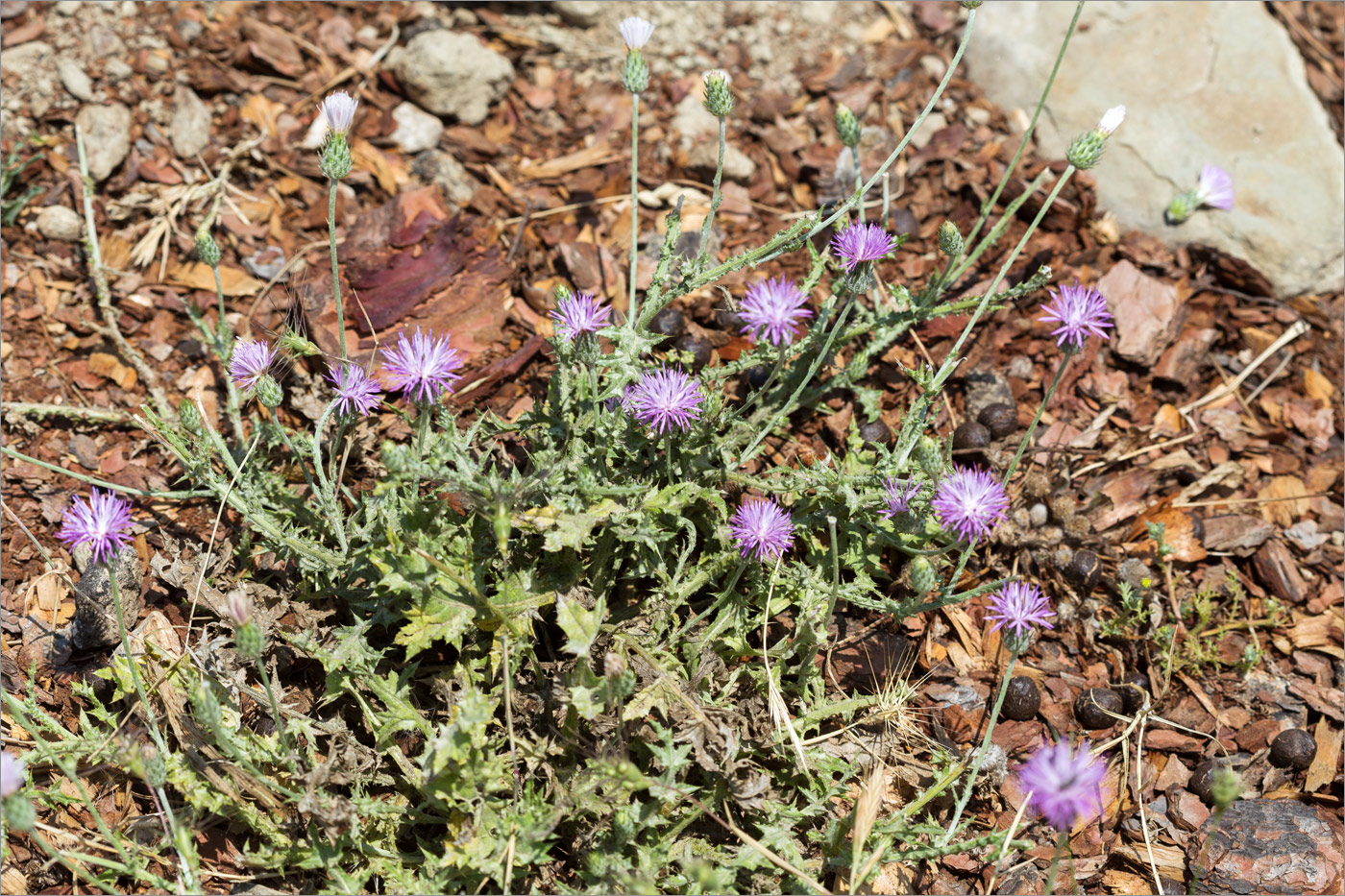 Изображение особи семейство Asteraceae.