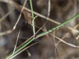 genus Dianthus