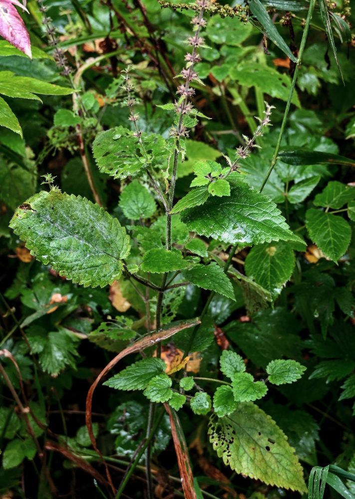 Изображение особи Stachys sylvatica.