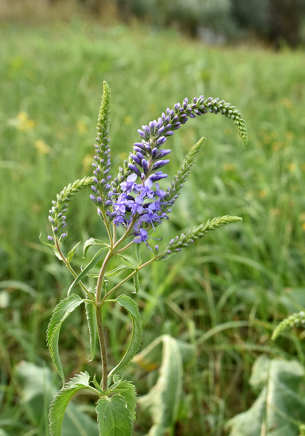 Изображение особи Veronica longifolia.