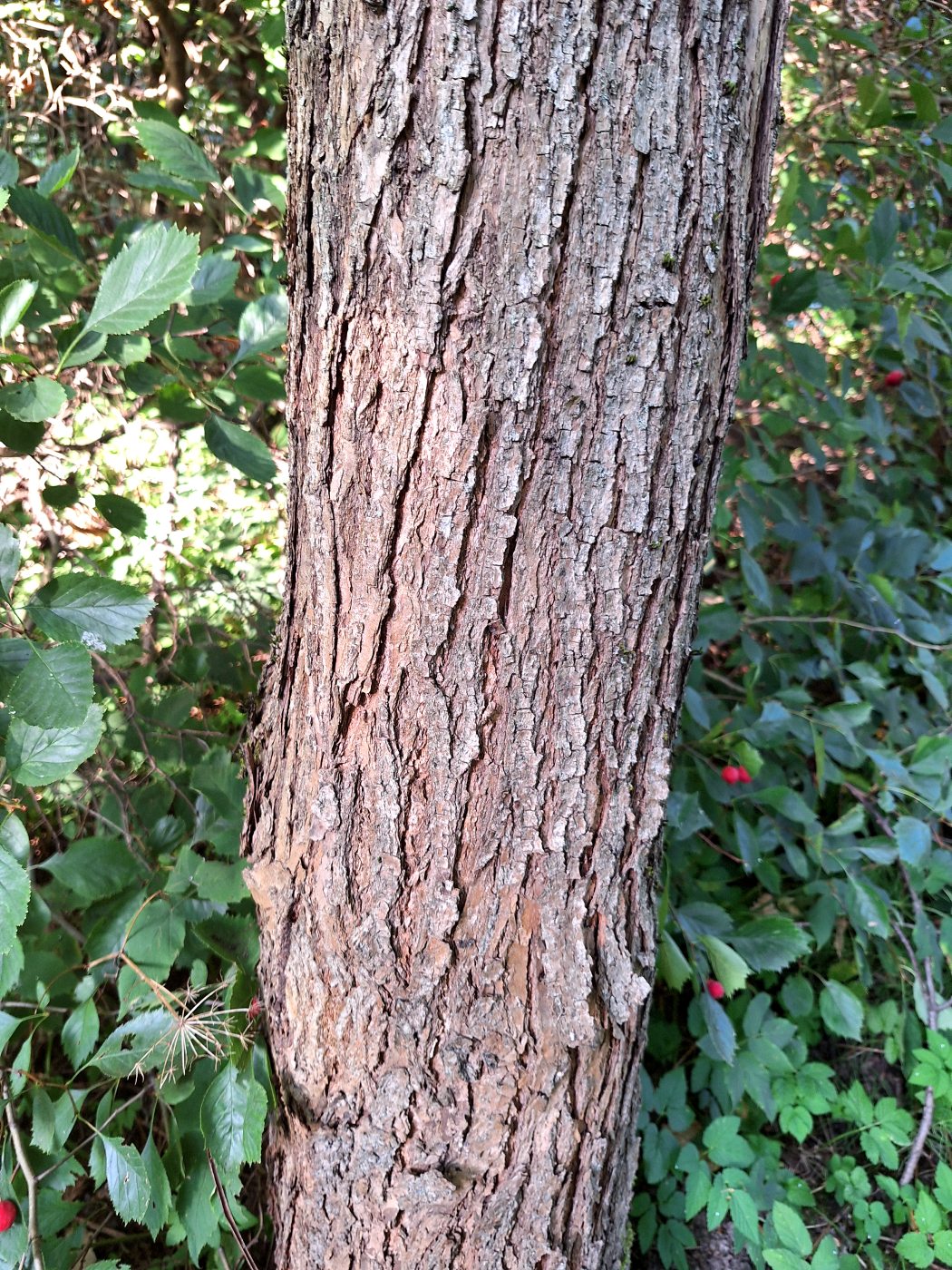 Image of Catalpa bungei specimen.