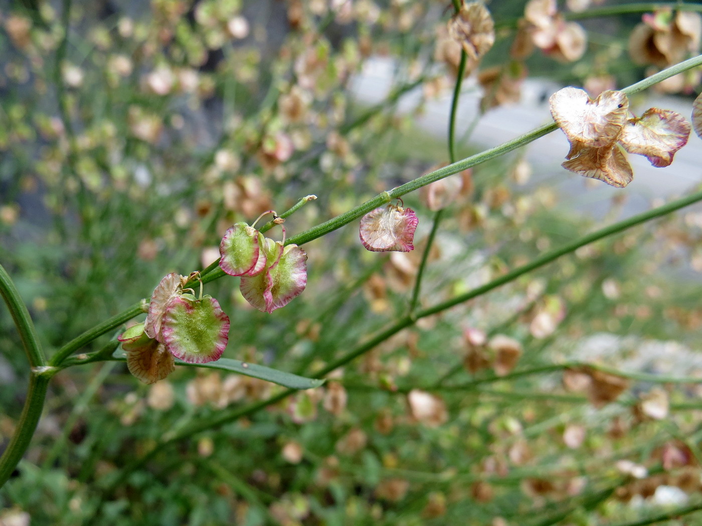 Image of Rumex scutatus specimen.