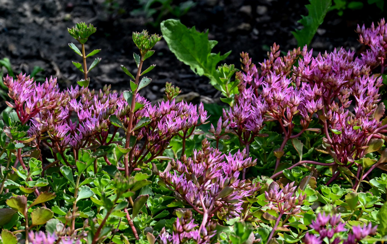 Image of Sedum spurium specimen.