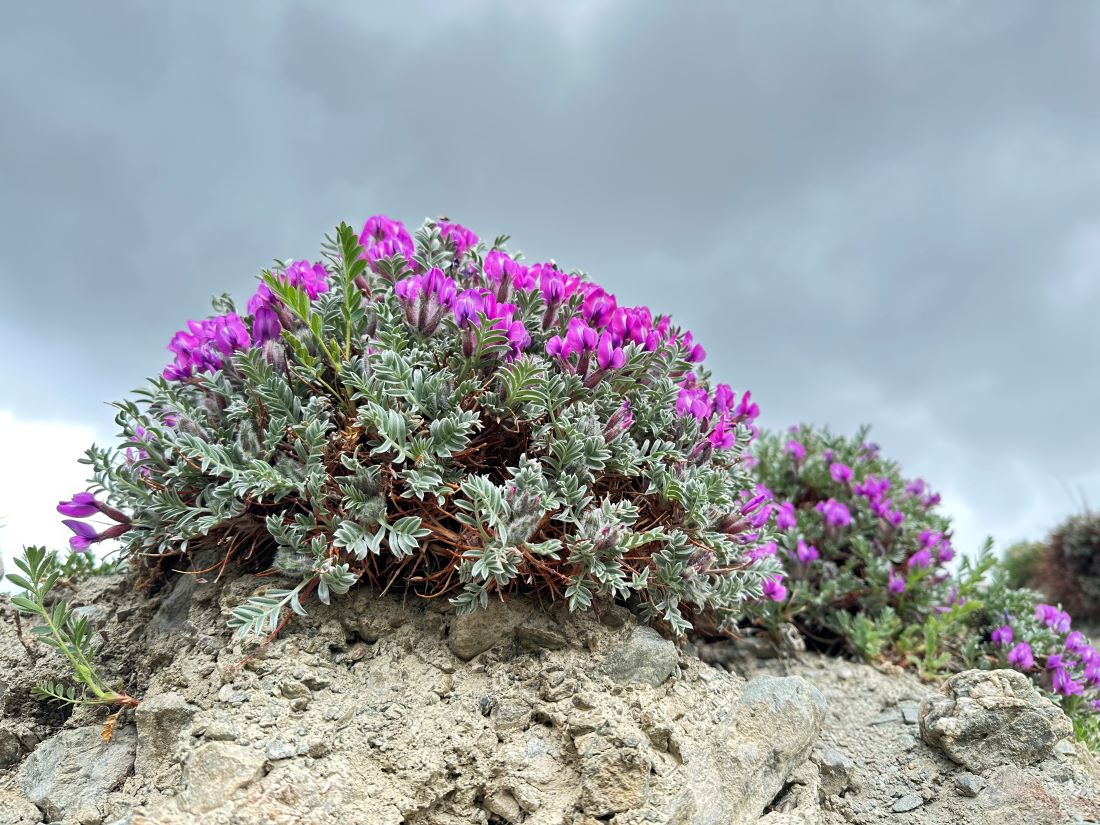 Изображение особи Oxytropis tragacanthoides.