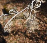 familia Asteraceae. Часть сухой веточки с соплодиями. Грузия, край Самцхе-Джавахети, Боржомский муниципалитет, подножие склона с храмом Мариам Цминда, смешанный лес. 2 февраля, 2025 г.