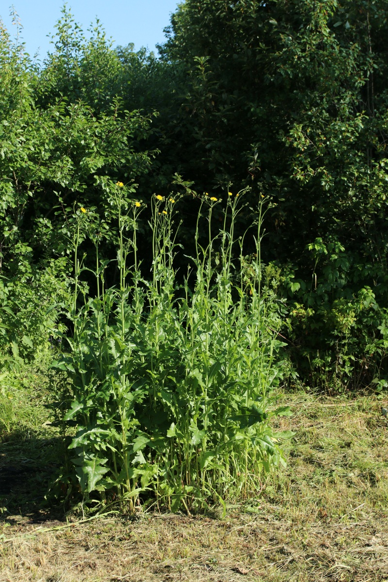 Image of Sonchus arvensis specimen.