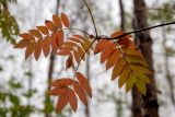 Sorbus aucuparia subspecies glabrata. Побег с листьями в осенней окраске. Мурманск, окр. оз. Большое, берёзовое редколесье. 15.09.2024.