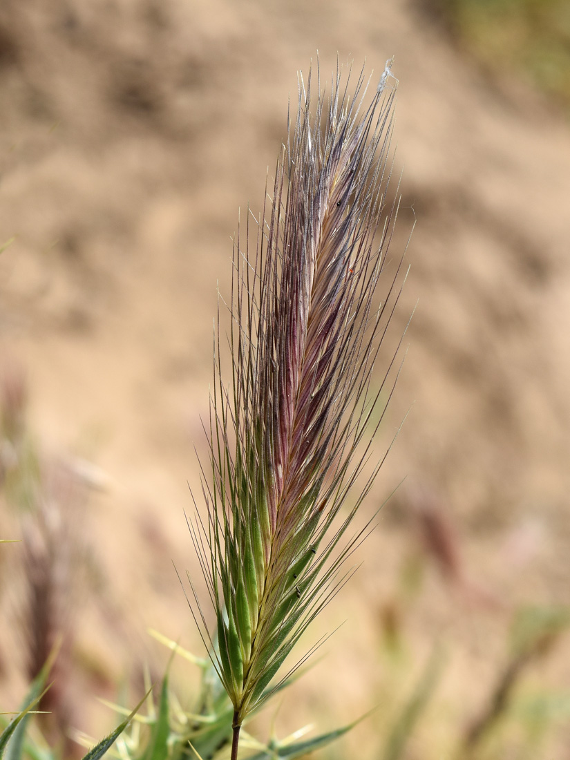 Изображение особи Hordeum leporinum.