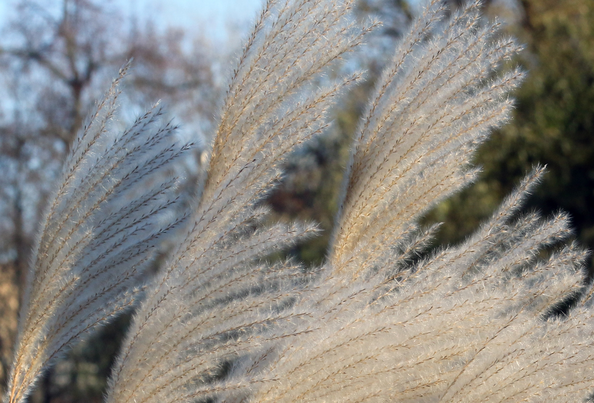 Image of genus Miscanthus specimen.