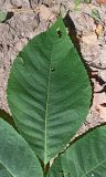 Juglans mandshurica