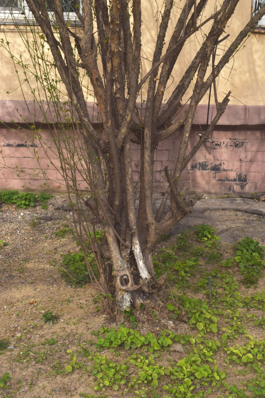 Image of Cornus mas specimen.