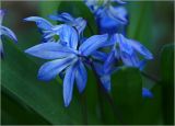 Scilla siberica