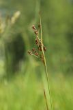 View full-size image Luzula multiflora