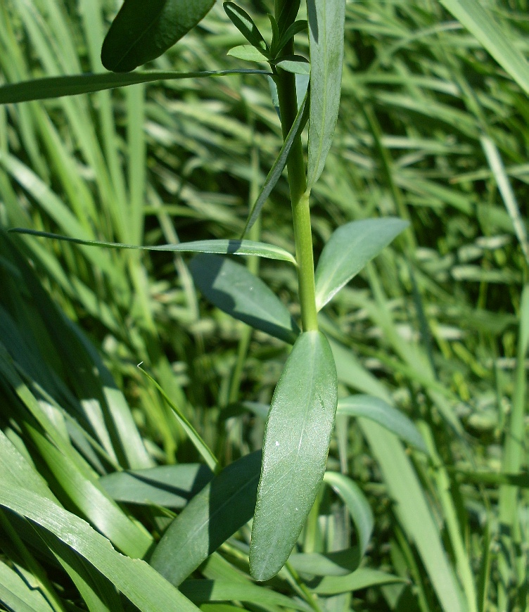 Image of Euphorbia iberica specimen.