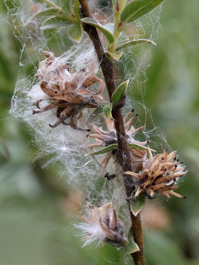 Image of Salix rosmarinifolia specimen.