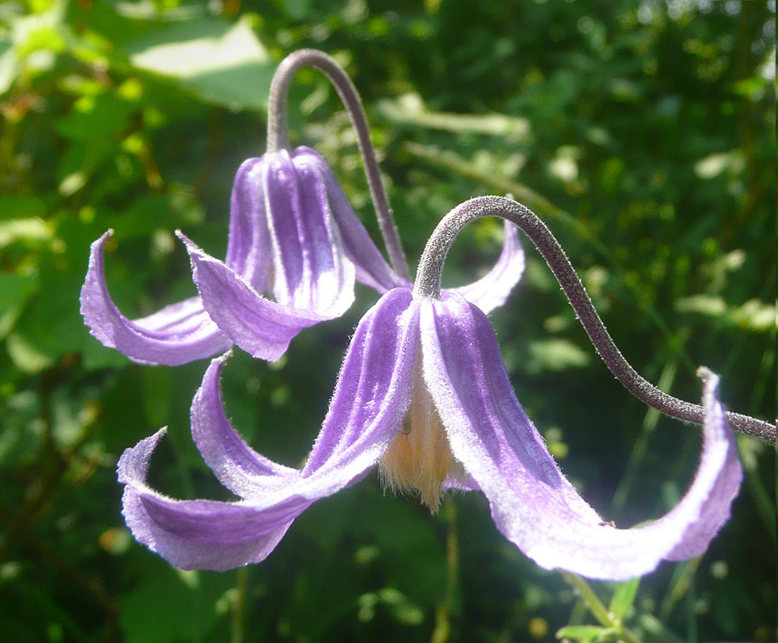 Image of Clematis integrifolia specimen.