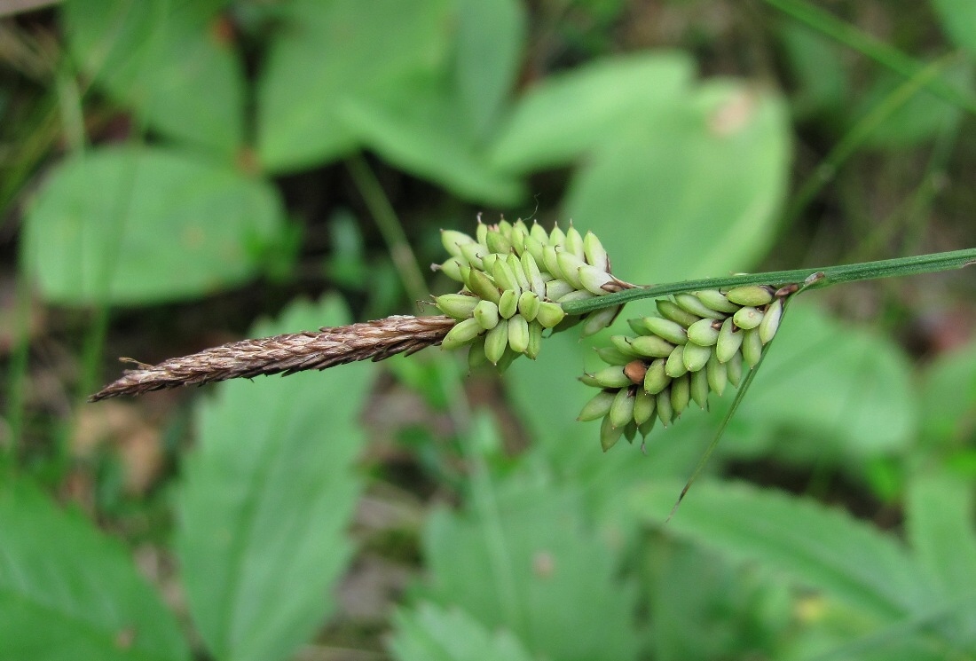 Image of genus Carex specimen.