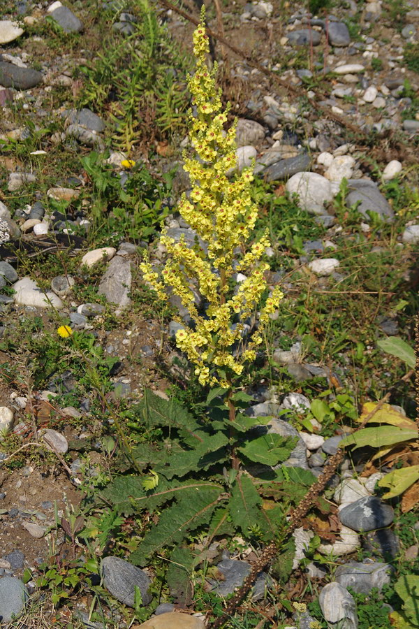 Image of Verbascum laxum specimen.