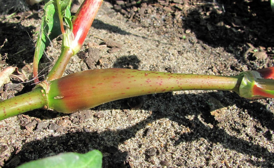 Image of Persicaria lapathifolia specimen.