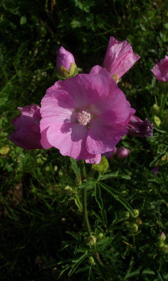 Изображение особи Malva moschata.