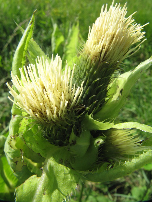 Image of Cirsium oleraceum specimen.