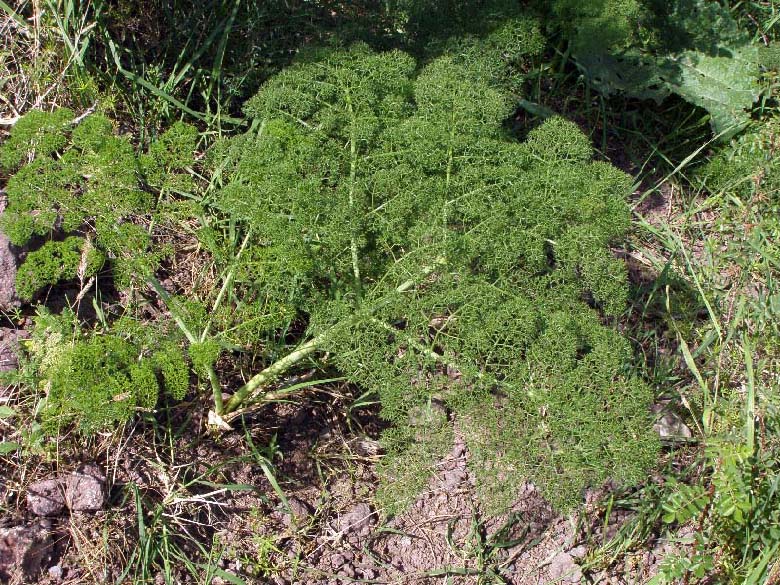 Image of Ferula tenuisecta specimen.