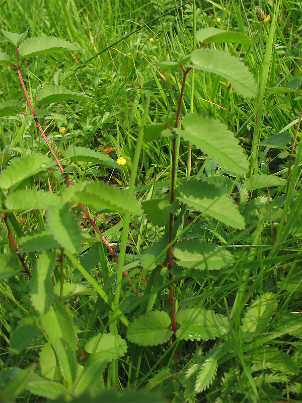 Изображение особи Sanguisorba officinalis.